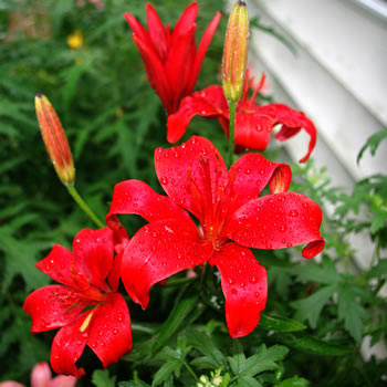 Lilium Golden Stargazer